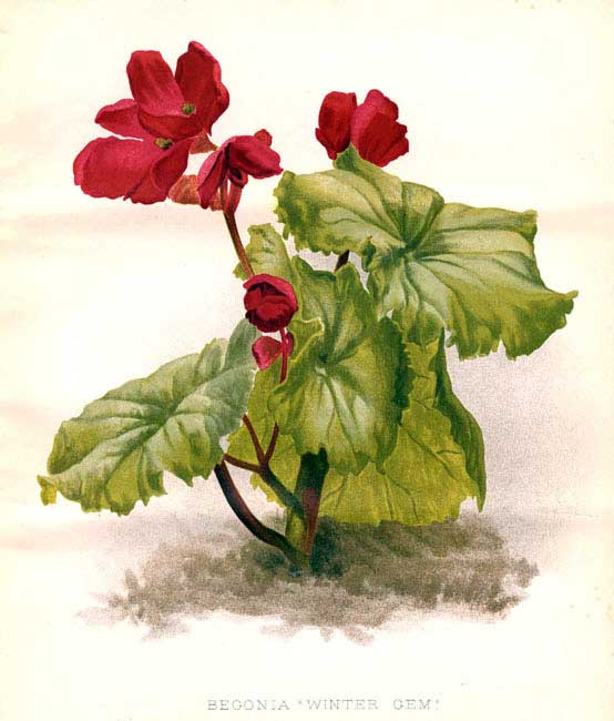 B. ‘Winter Gem’